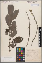 Foto von Salix cinerea L.